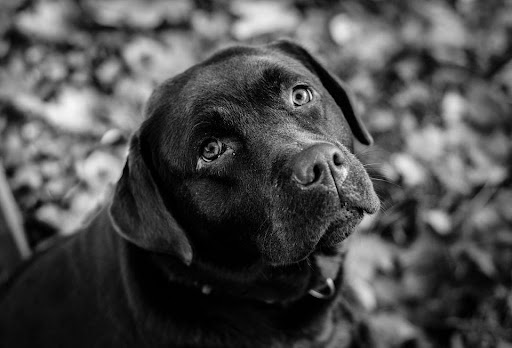 O brilho no olhar do seu pet amado pode ser eternizado em um diamante memorial